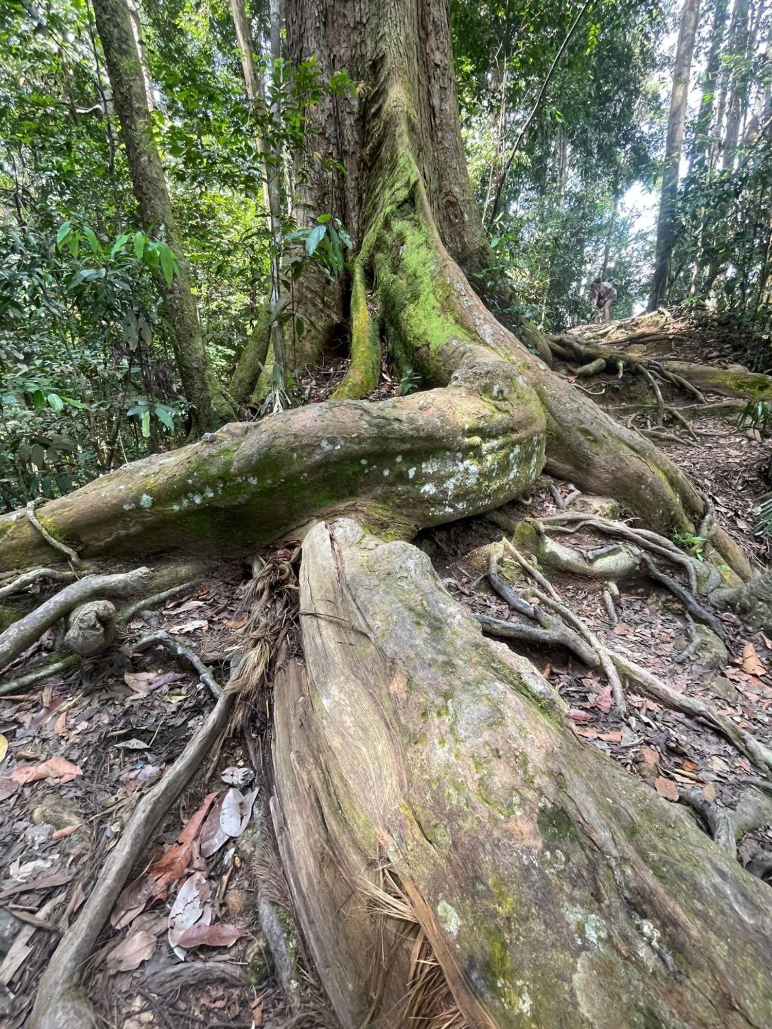 Eco Trekking Lodge, Bar & Jungle Tour'S Bukit Lawang Exterior photo